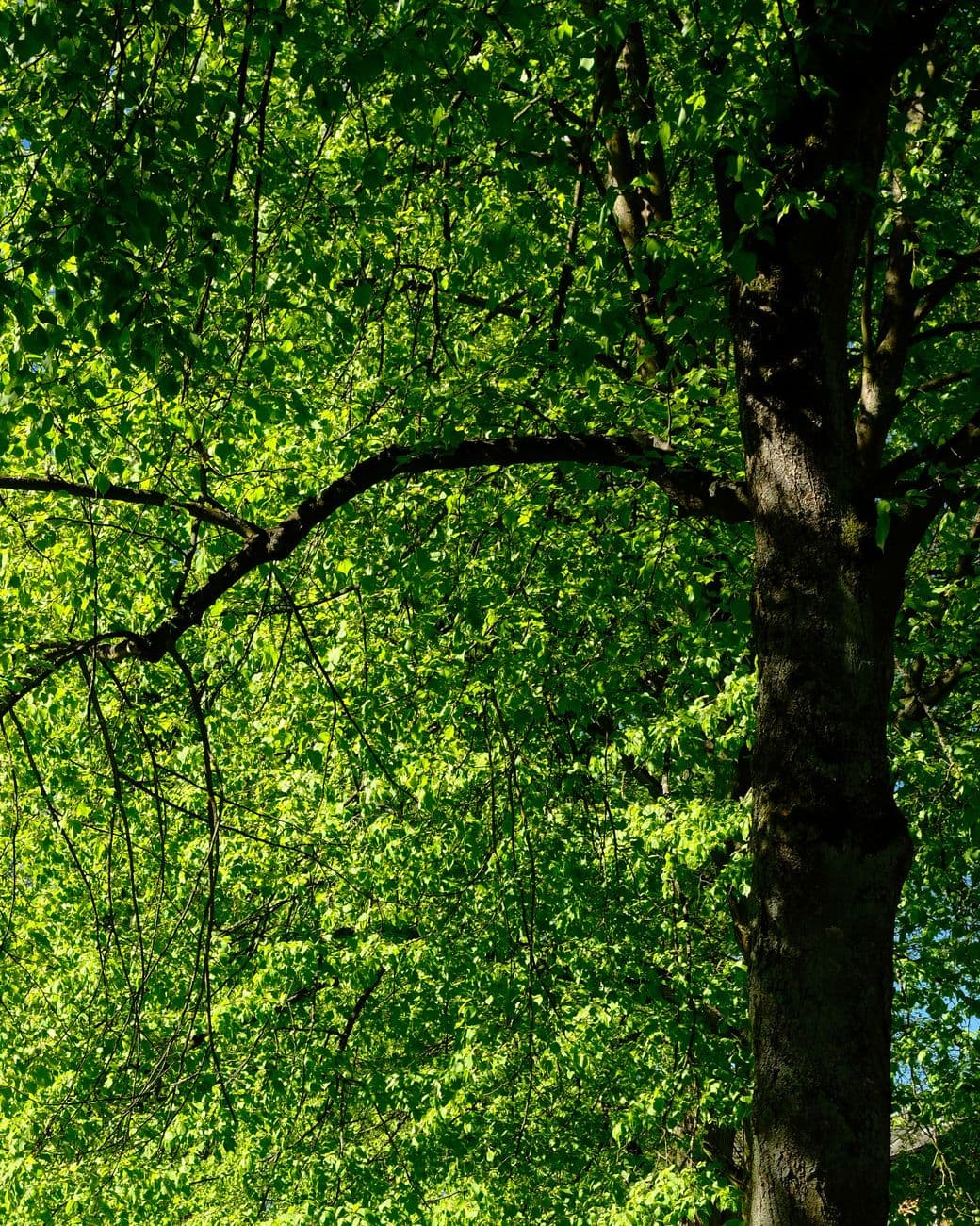 Heldergroene bladeren aan een boom in een weelderig bos tijdens de lente.