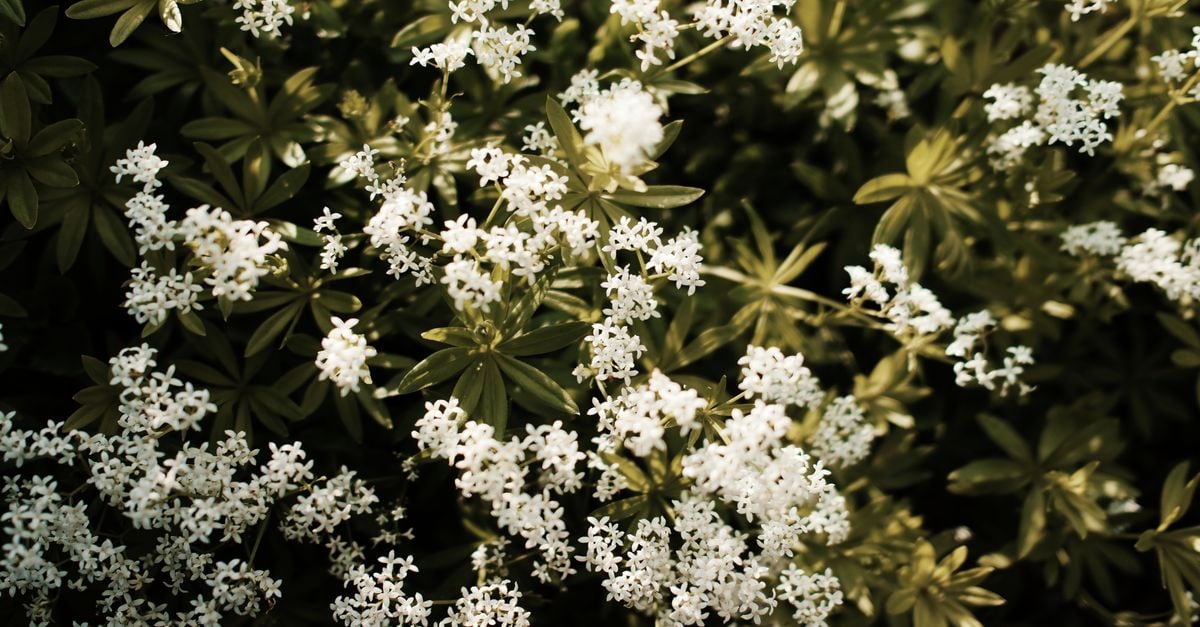 Een gedetailleerde opname van tere witte wilde bloemen in een weelderige tuin, badend in zonlicht.
