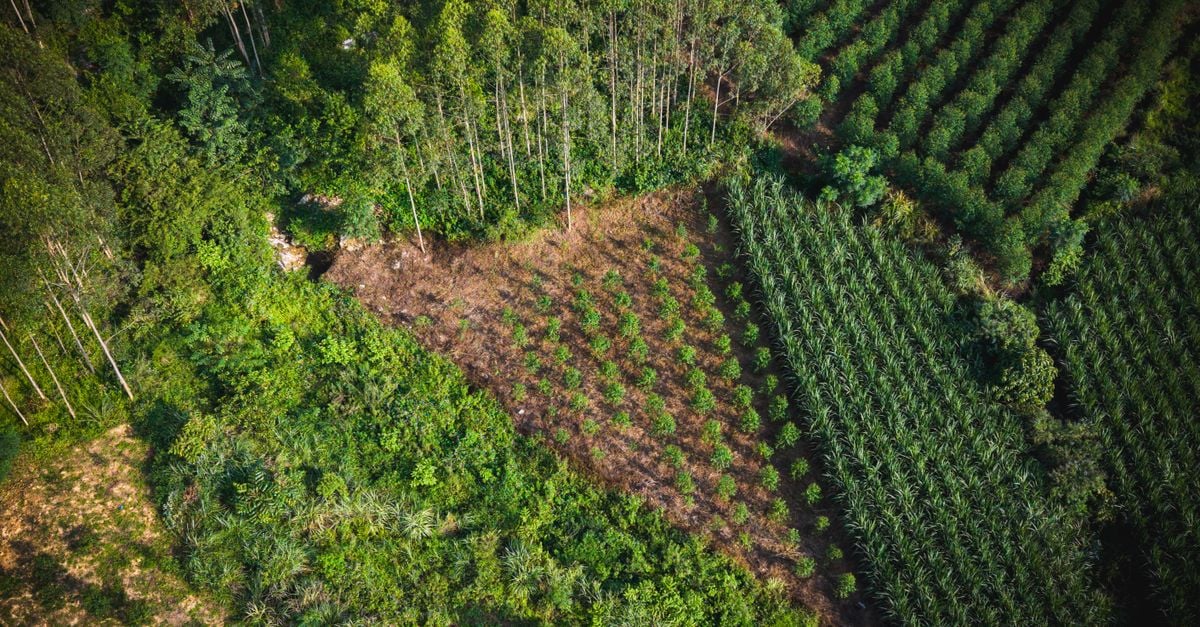 Aerial perspective showing lush forest and organized farmland patterns, showcasing nature's diversity.