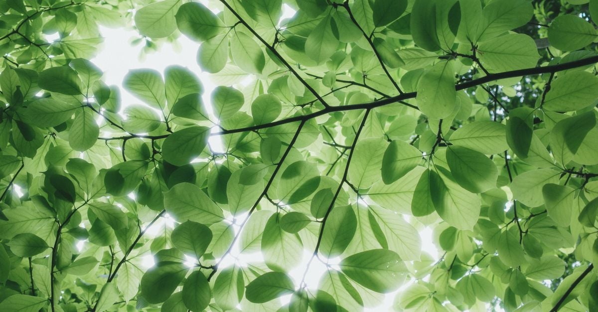 Gratis stockfoto met achtergrondlicht, backlit, begroeiing