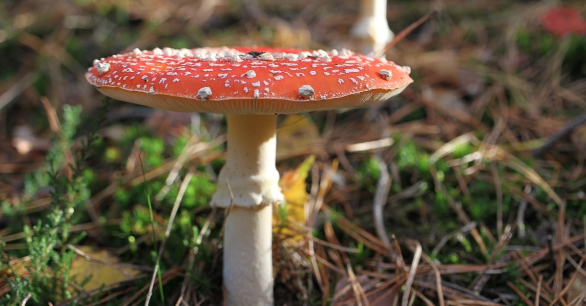 Gratis stockfoto met amanita muscaria, Amerika, Autumn