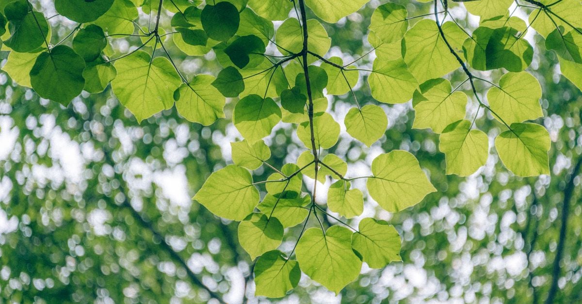 Groene Bladboom