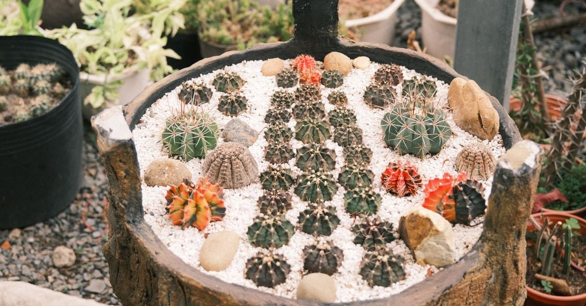 Een levendige verzameling cactussen, creatief gepresenteerd in een buitenplantenbak.