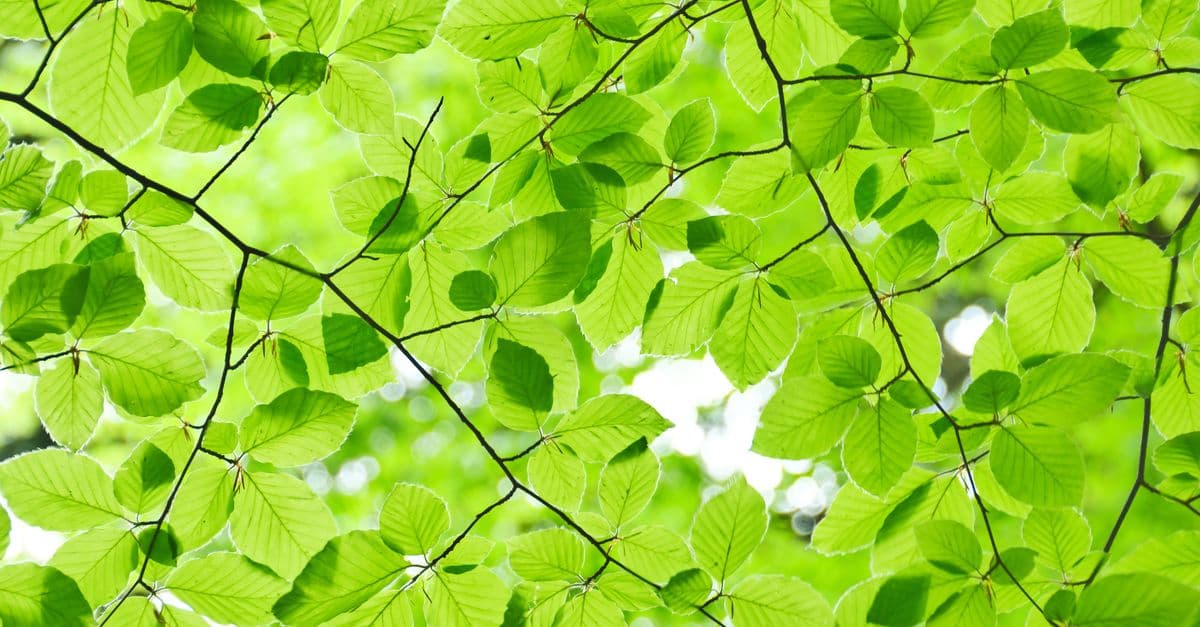 Een levendig beeld van groene boombladeren waar het zonlicht doorheen filtert en een sereen, natuurlijk bladerdak creëert.