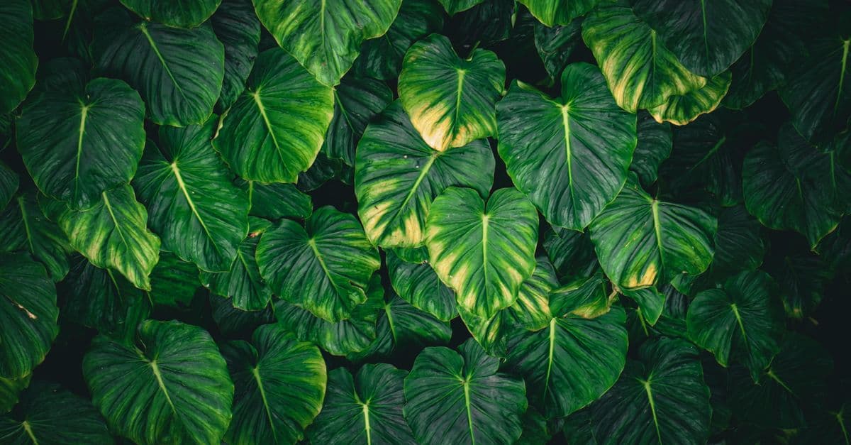 Levendige tropische bladeren creëren een weelderige, natuurlijke textuur en belichamen het thema van groene architectuur in Singapore.