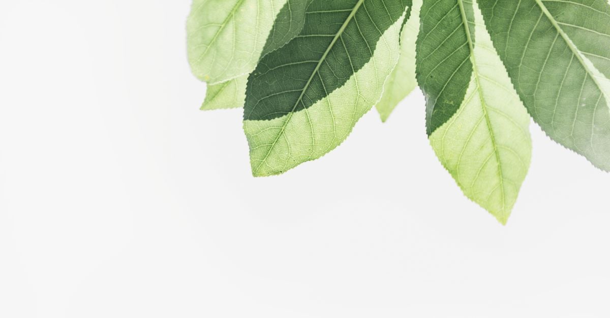 Groene Doorbladerde Planten